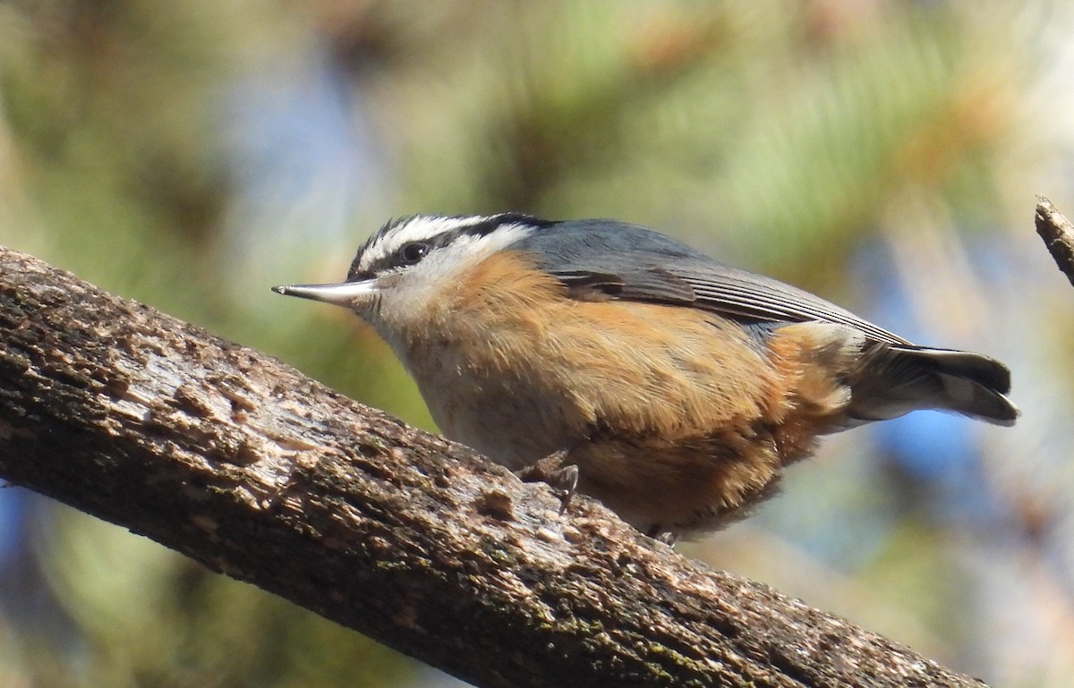 Red-breasted Nuthatch - ML614472009