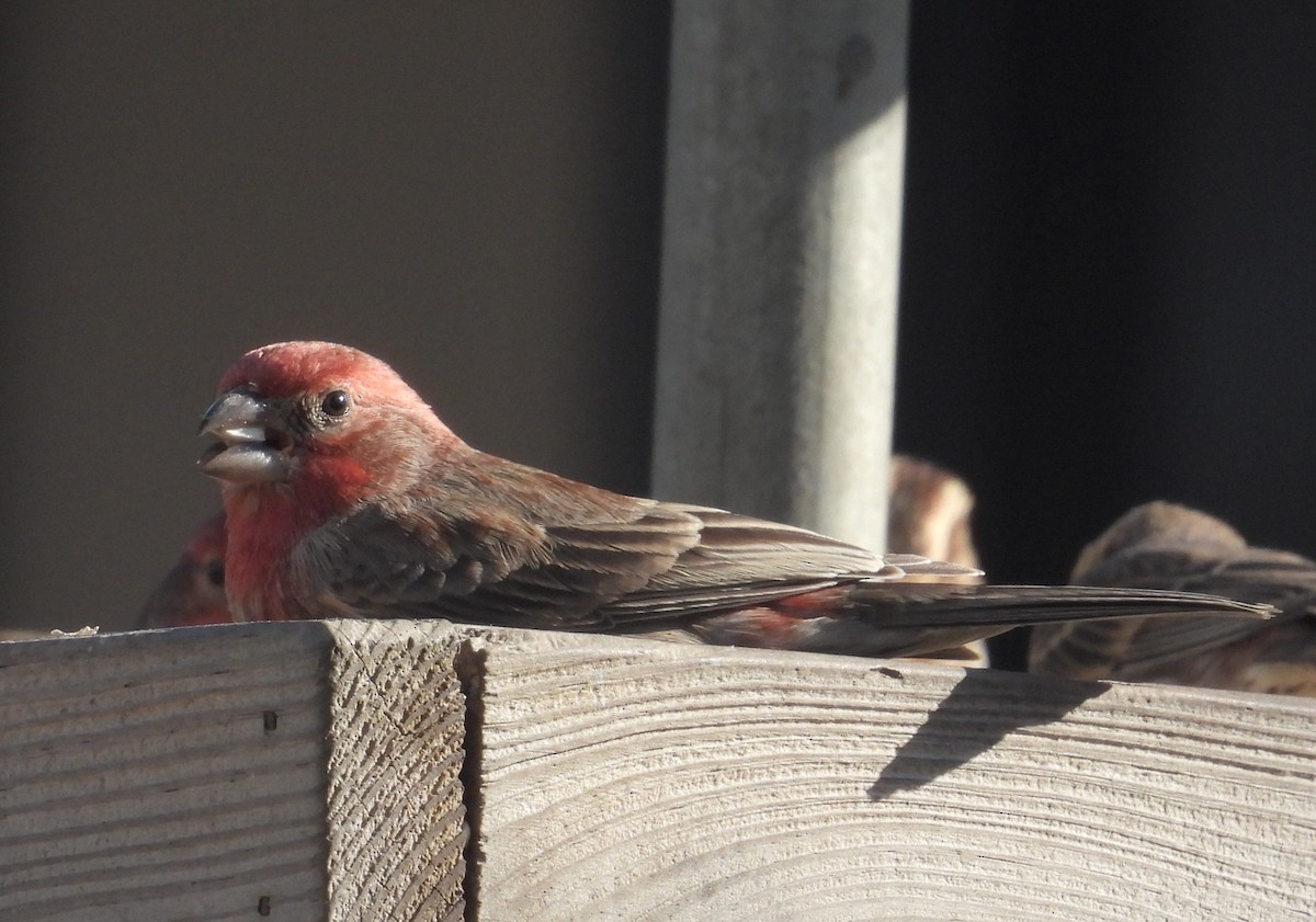 House Finch - ML614472012