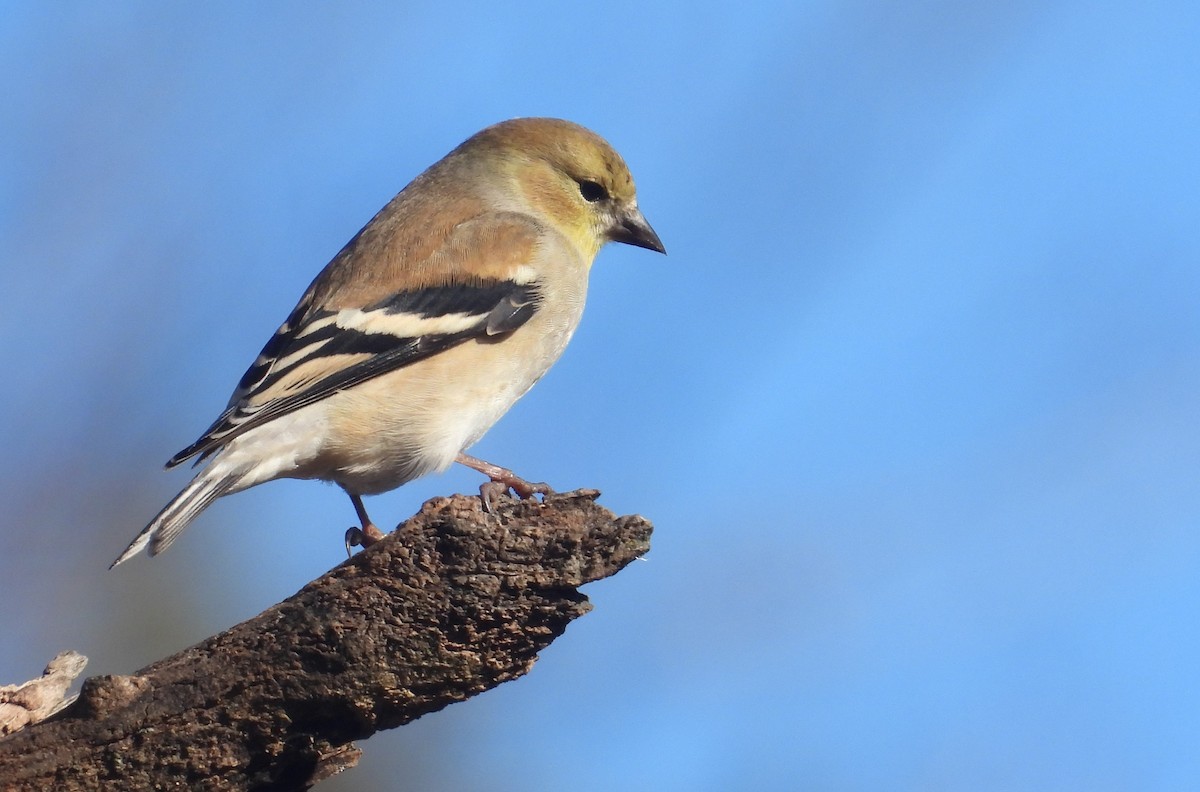 American Goldfinch - ML614472014