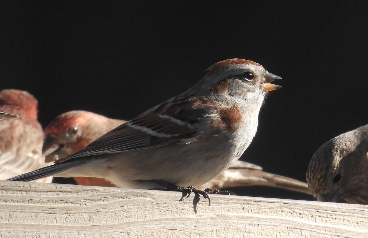 American Tree Sparrow - ML614472019