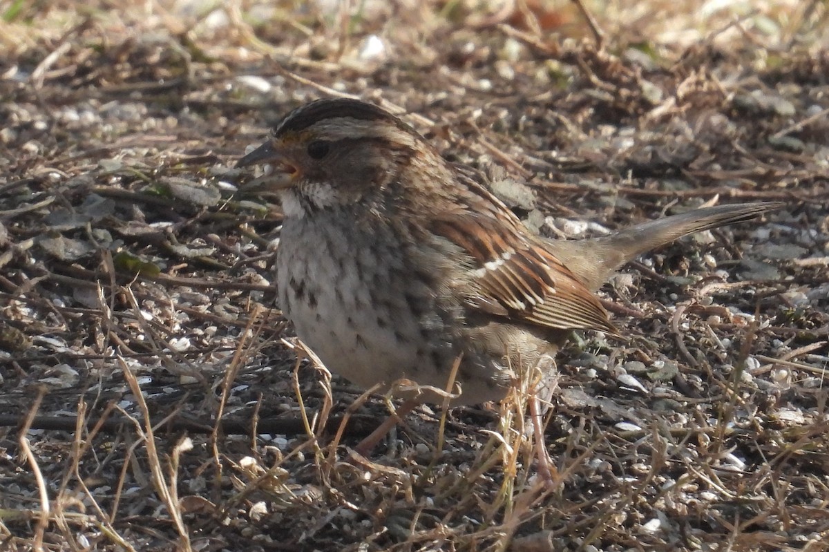 White-throated Sparrow - ML614472028