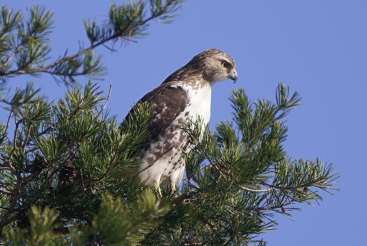 Red-tailed Hawk - Howard Haysom