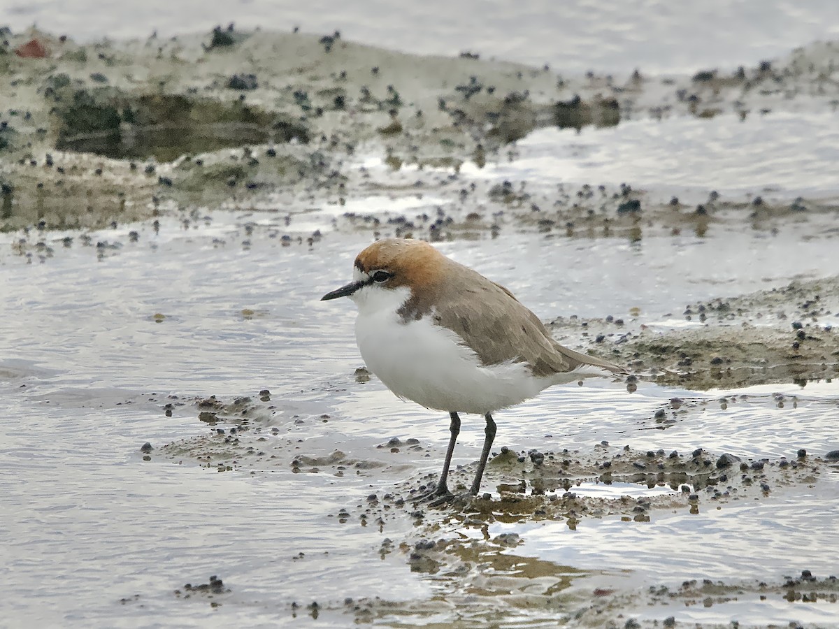 Red-capped Plover - ML614472066