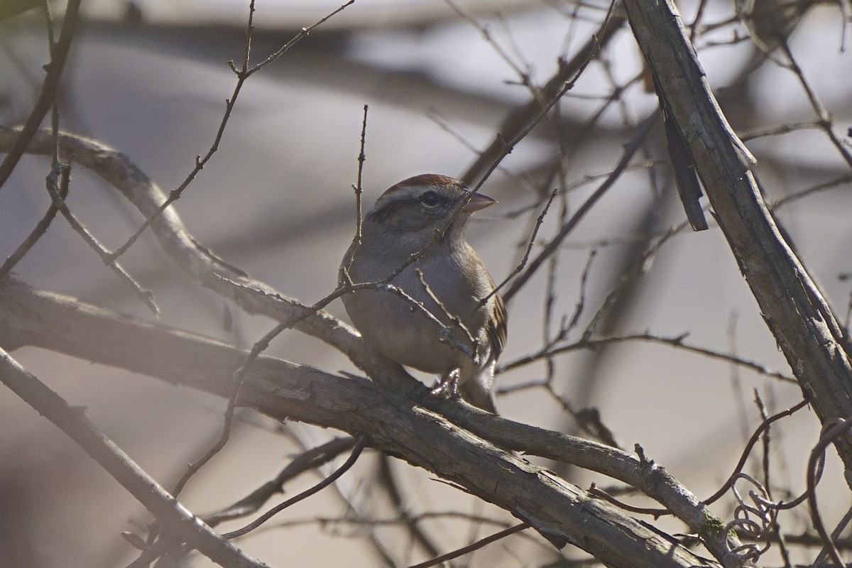 Chipping Sparrow - Howard Haysom