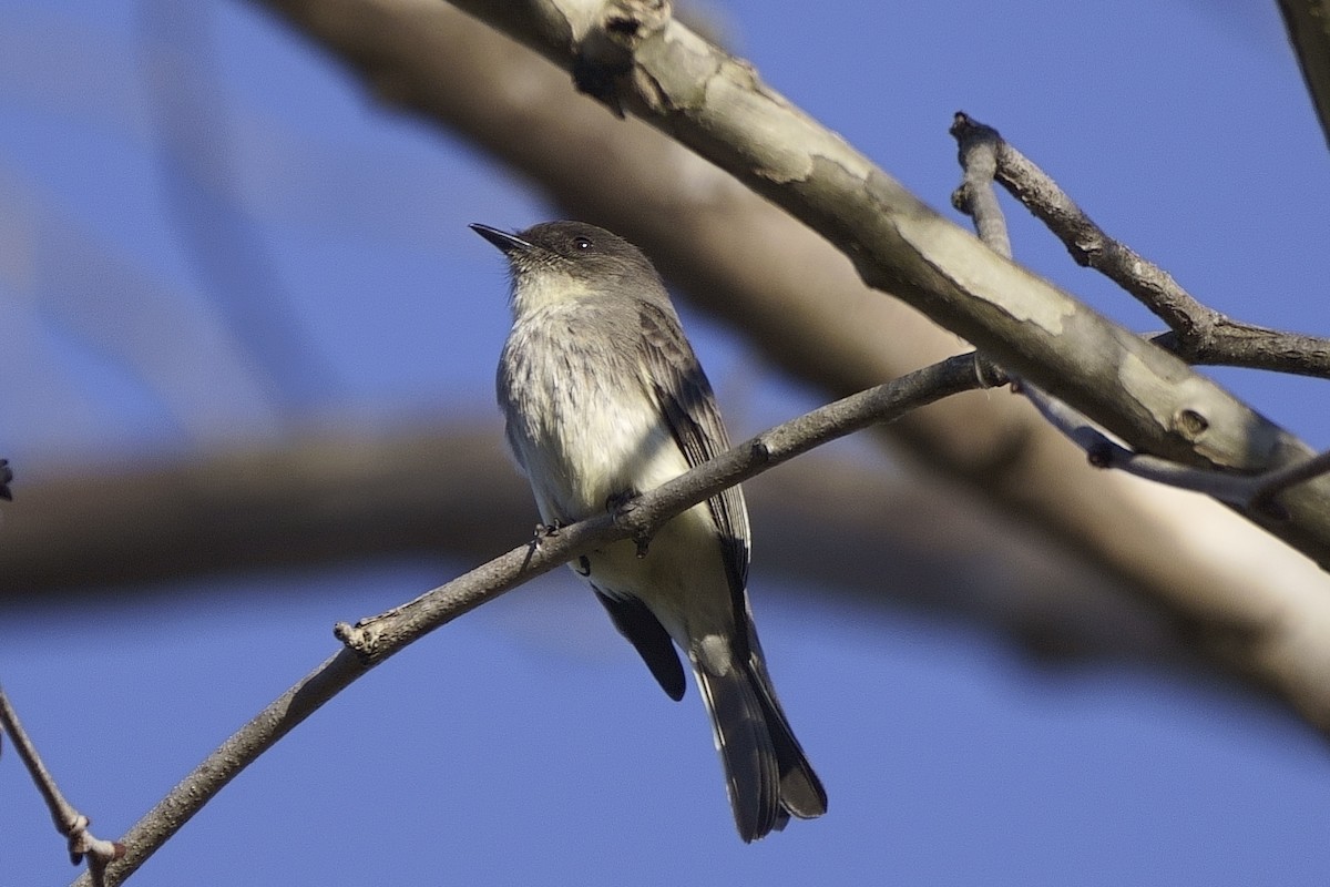 Eastern Phoebe - Howard Haysom