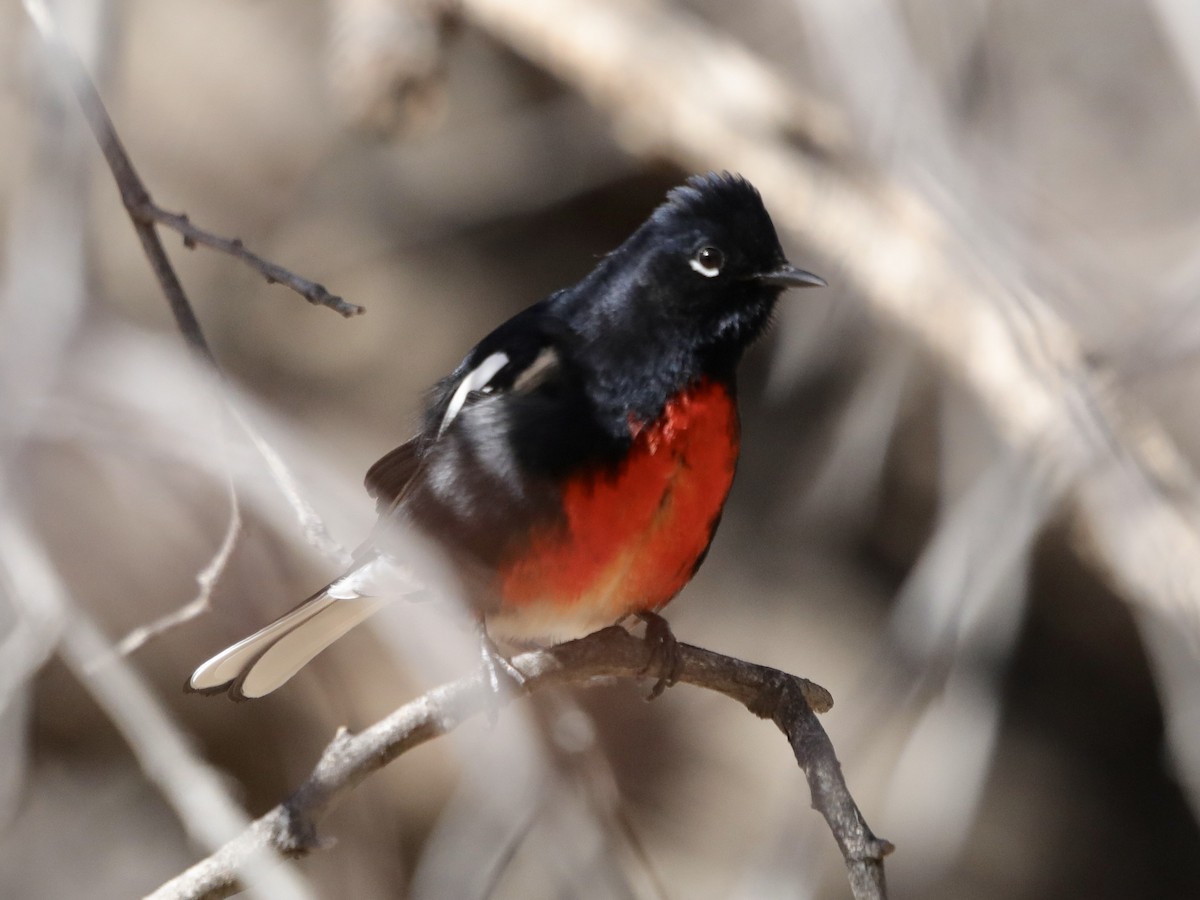 Painted Redstart - ML614472123