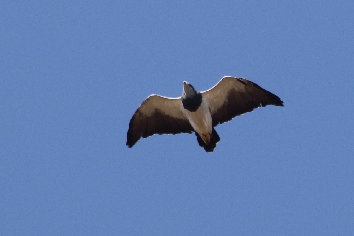 Black-chested Buzzard-Eagle - ML614472131