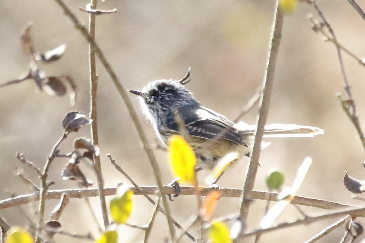 Tufted Tit-Tyrant - ML614472133