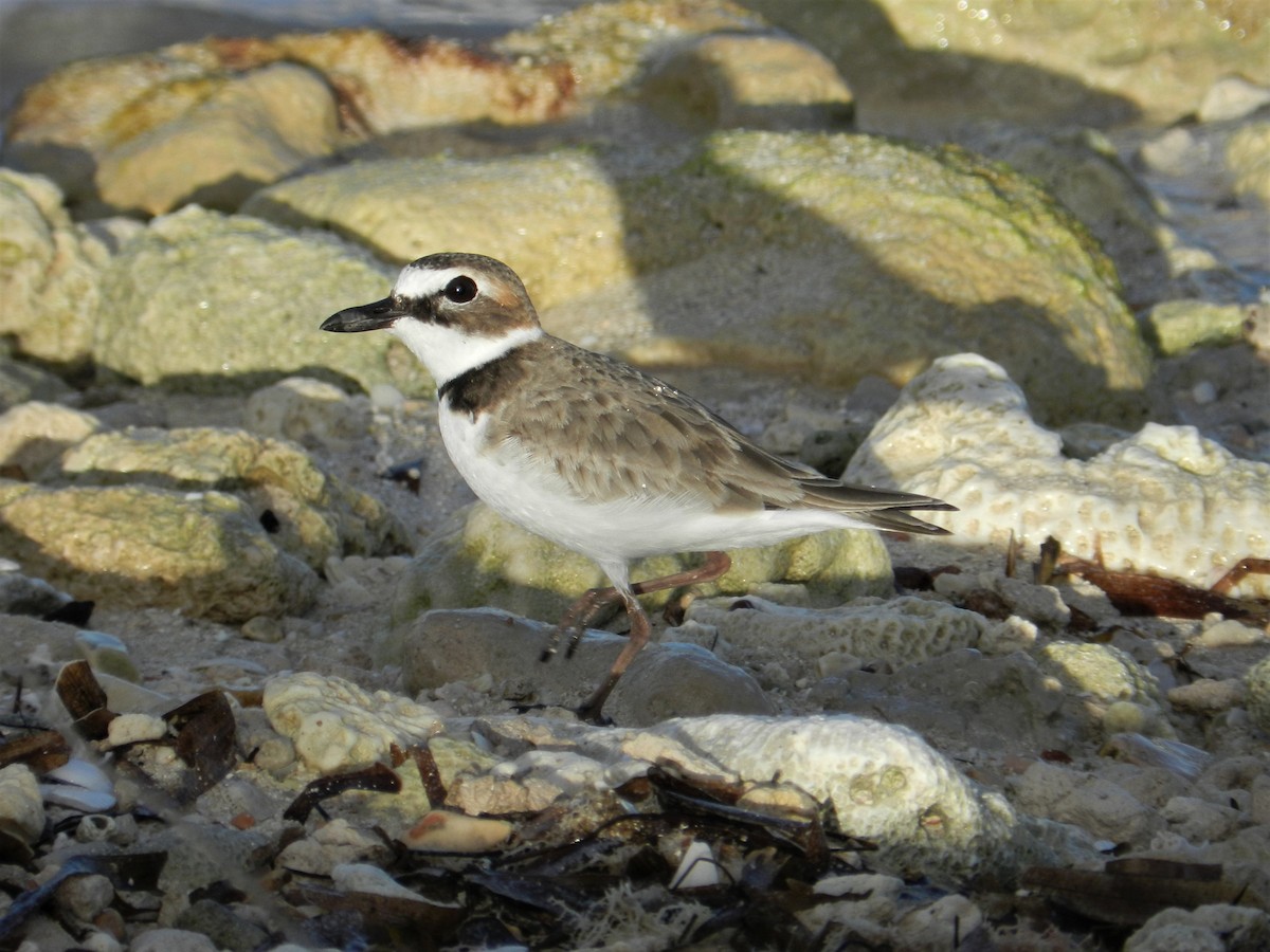 Wilson's Plover - Richard Jeffers