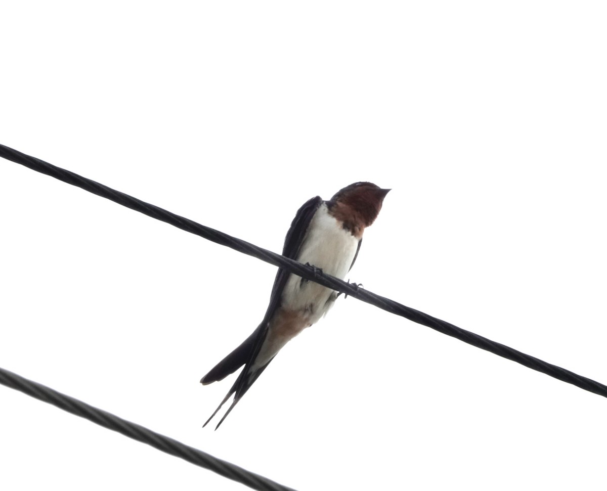 Barn Swallow - ML614472170