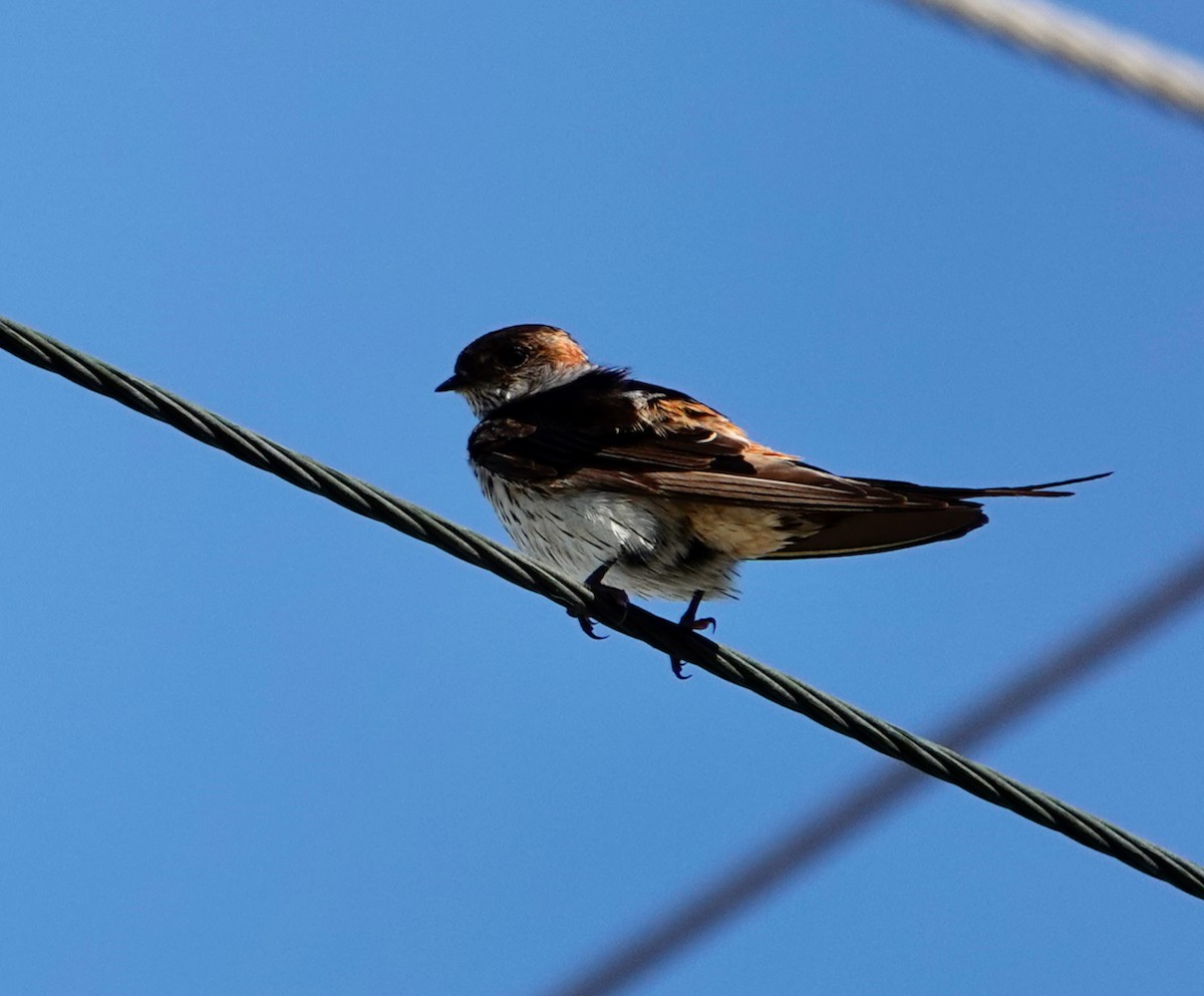 Eastern Red-rumped Swallow (Daurian) - ML614472176