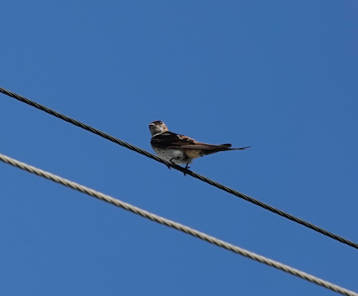 Eastern Red-rumped Swallow (Daurian) - ML614472201
