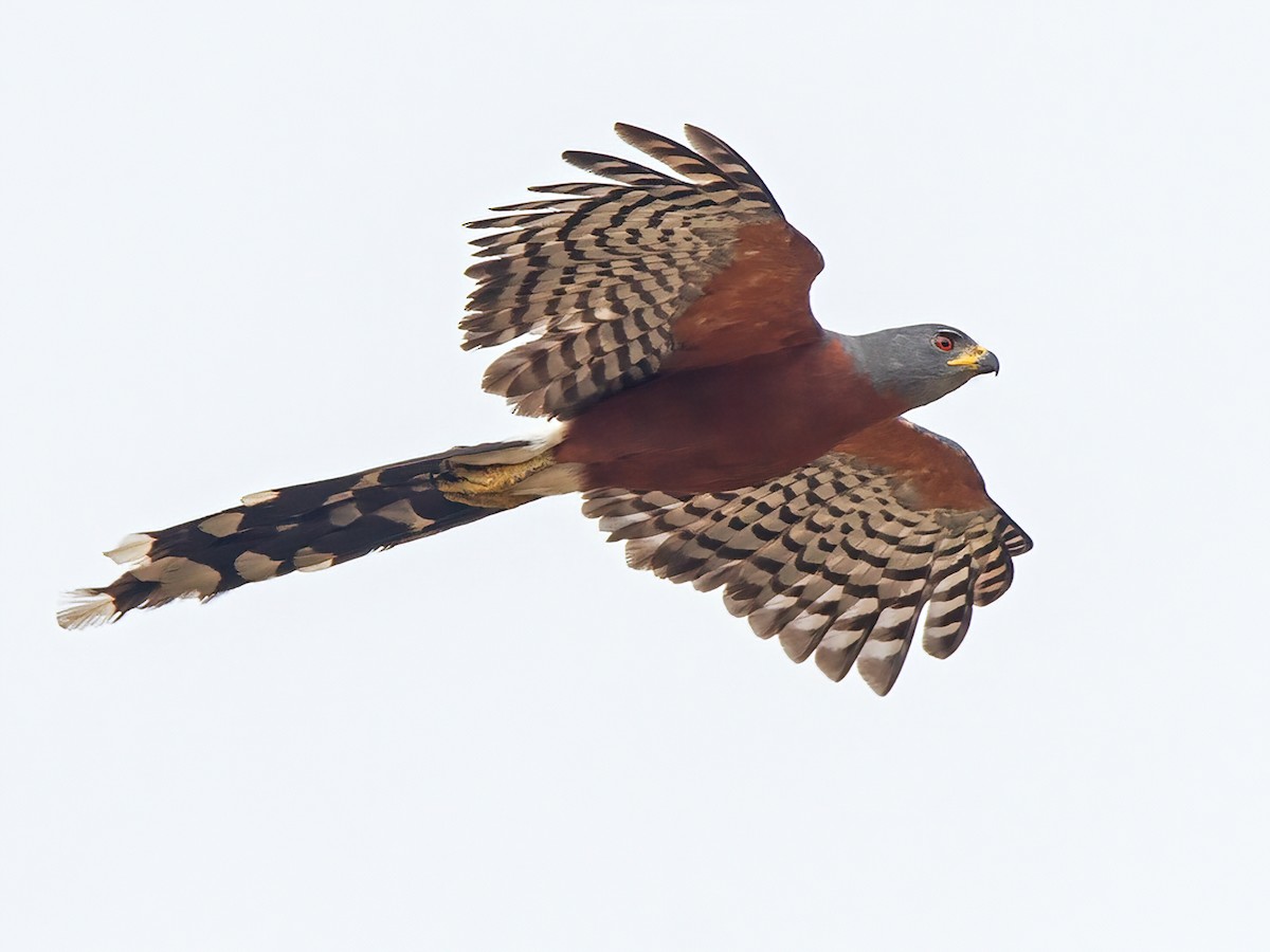 Long-tailed Hawk - Umarella Voyage Safaris