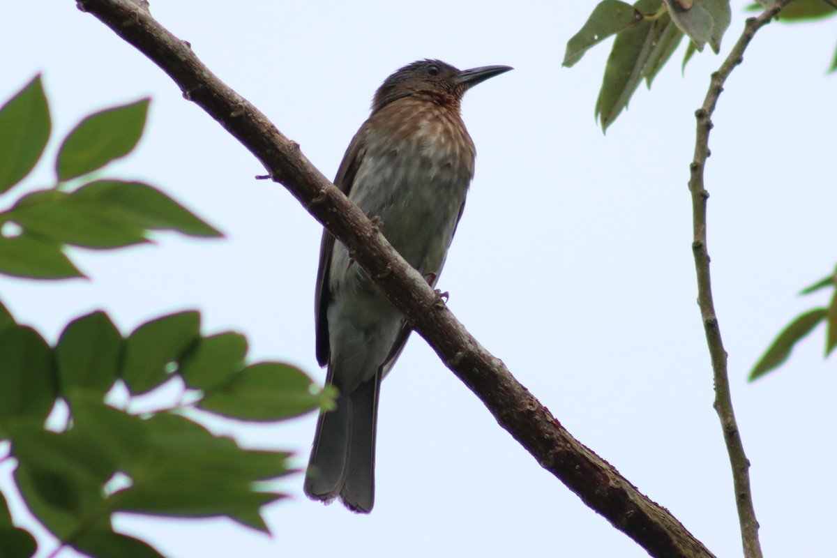 Visayan Bulbul - ML614472242