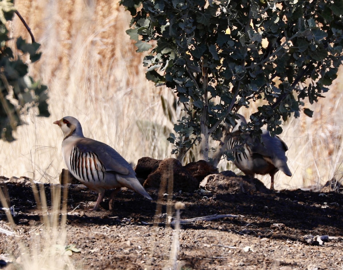 Chukar - ML614472286