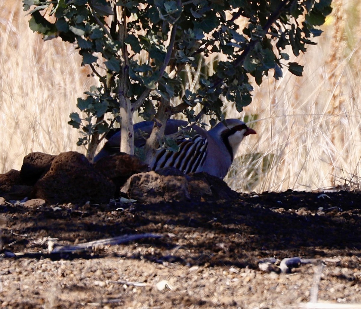 Chukar - Sherman  Wing