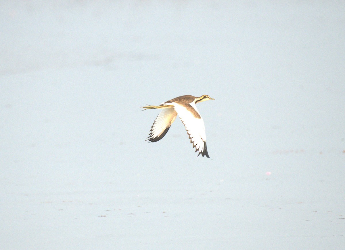 Pheasant-tailed Jacana - ML614472318