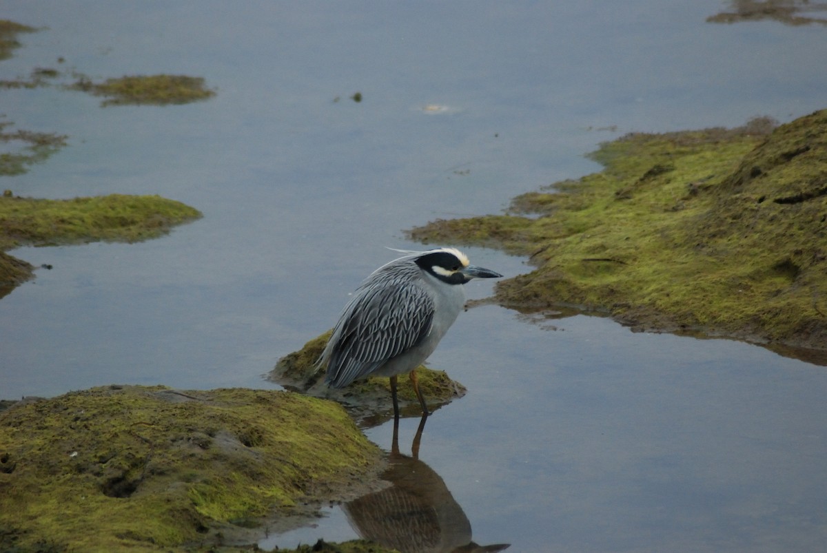 Yellow-crowned Night Heron - ML614472382