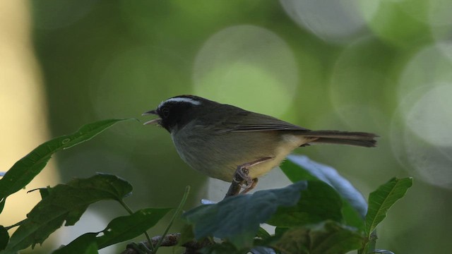 Black-cheeked Warbler - ML614472394