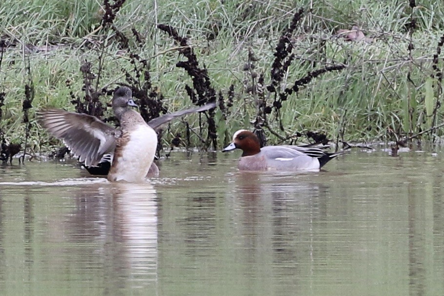 Eurasian Wigeon - Roger Woodruff