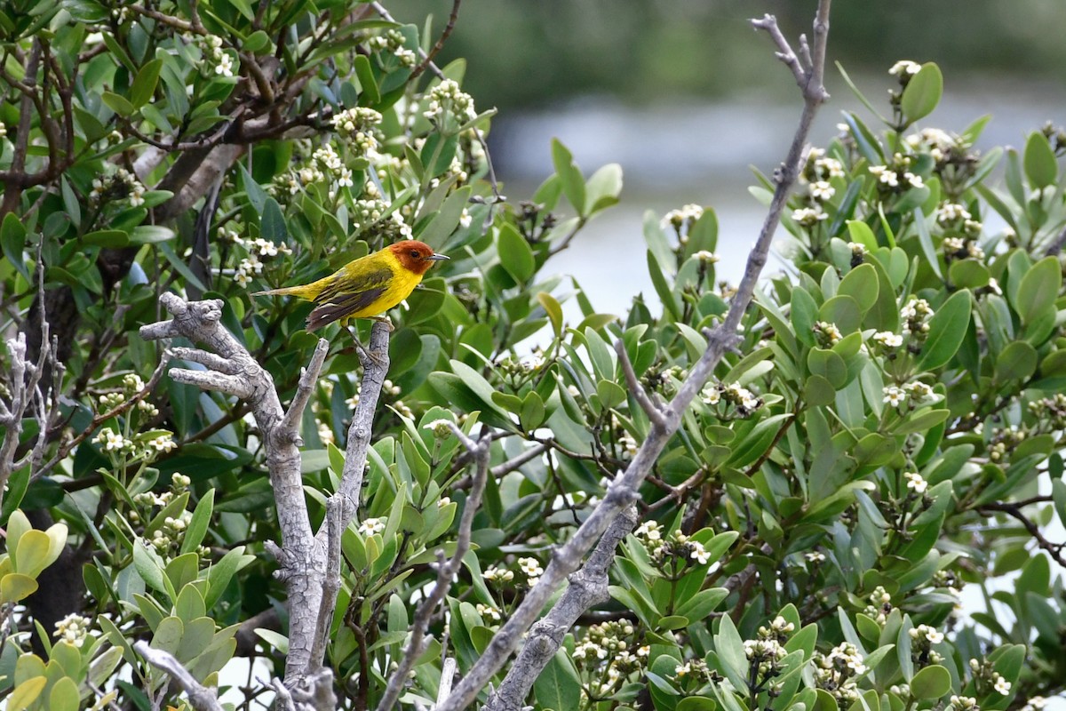 Yellow Warbler (Mangrove) - ML61447241