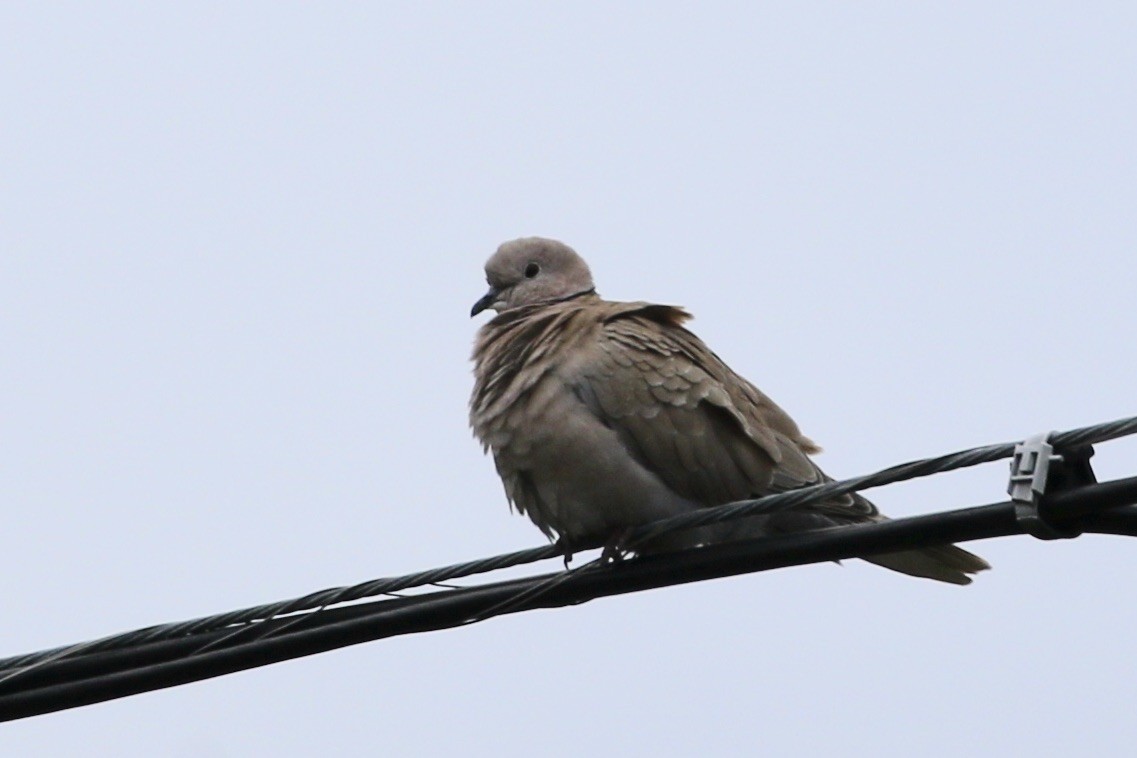 Eurasian Collared-Dove - ML614472438