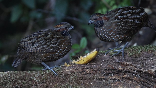 Spotted Wood-Quail - ML614472441