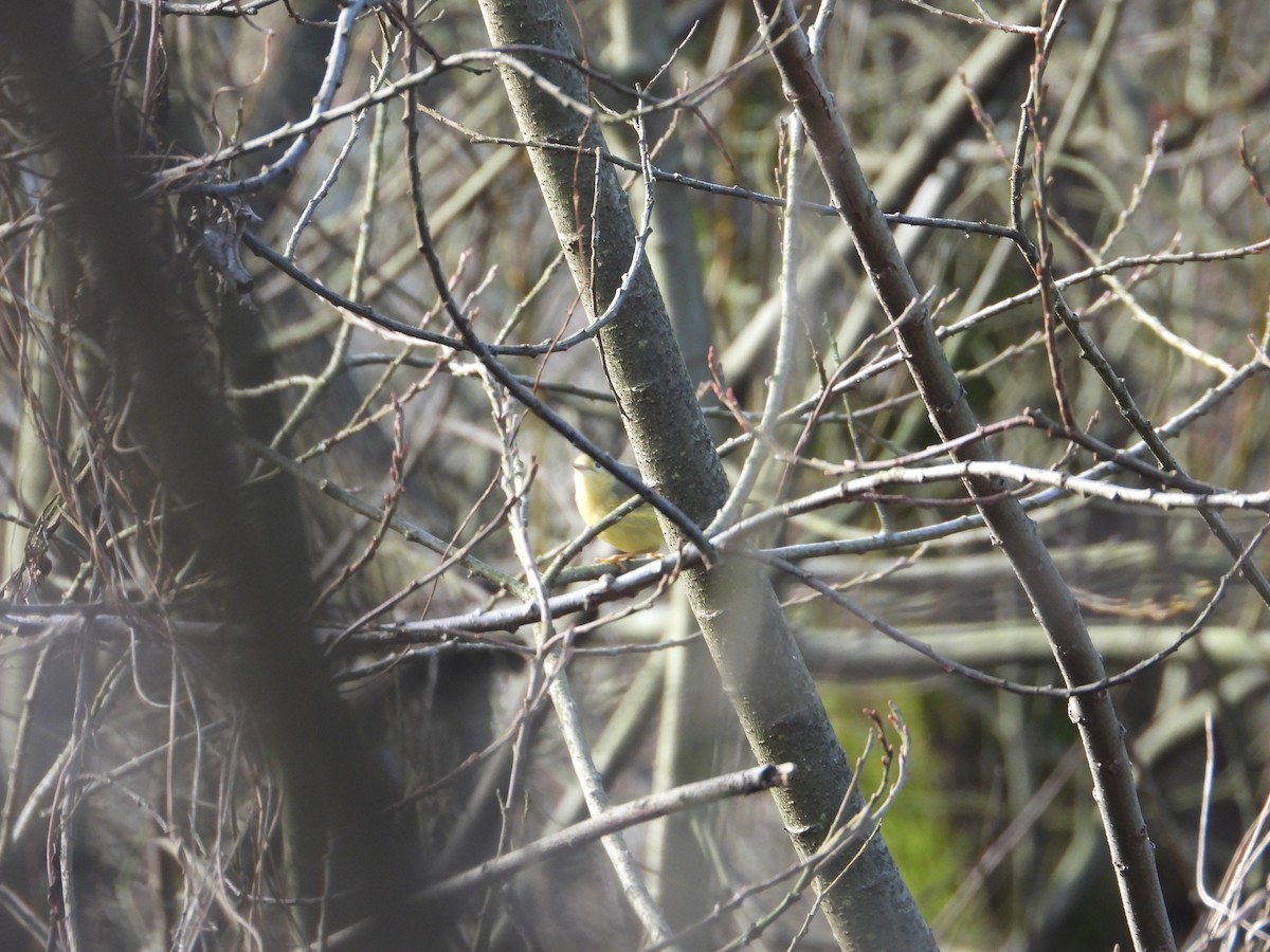 Yellow Warbler (Northern) - Colby Neuman