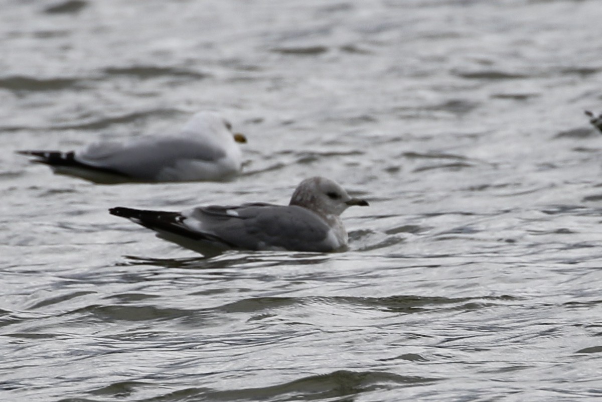 Short-billed Gull - ML614472470