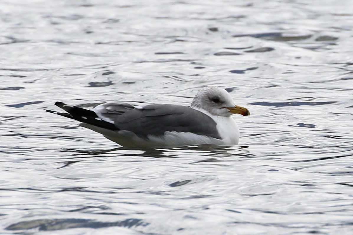 Gaviota Californiana - ML614472471