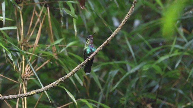 Fiery-throated Hummingbird - ML614472485