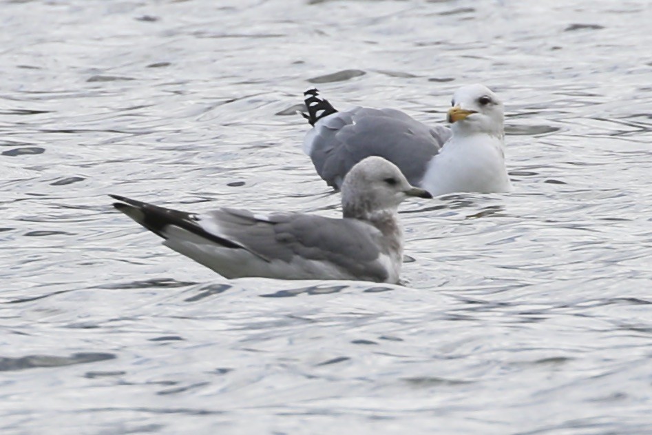 Short-billed Gull - ML614472492