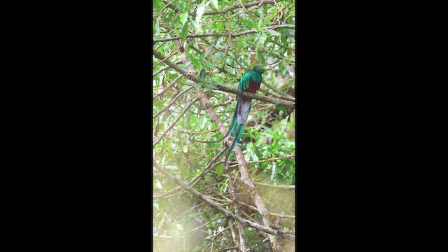 Resplendent Quetzal - ML614472496