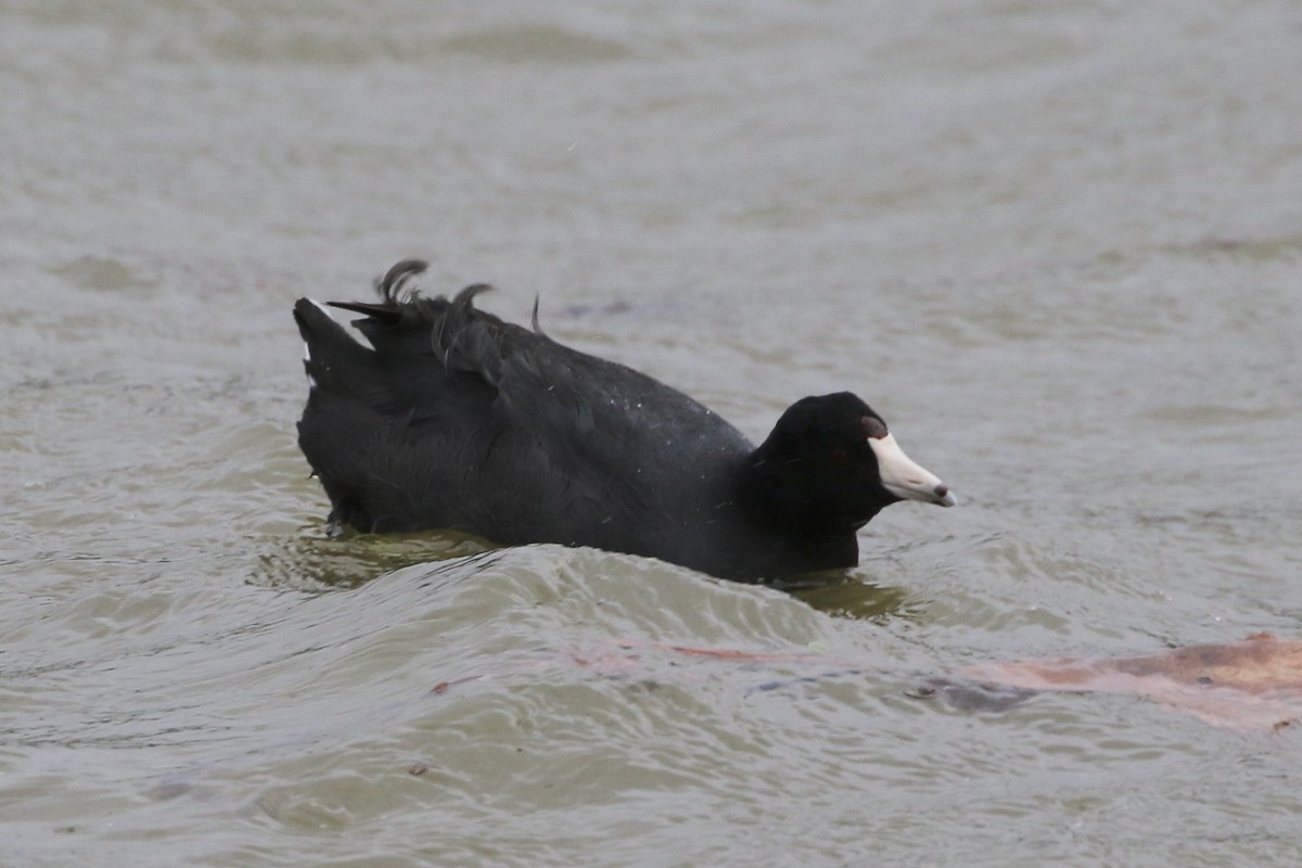 American Coot - ML614472514