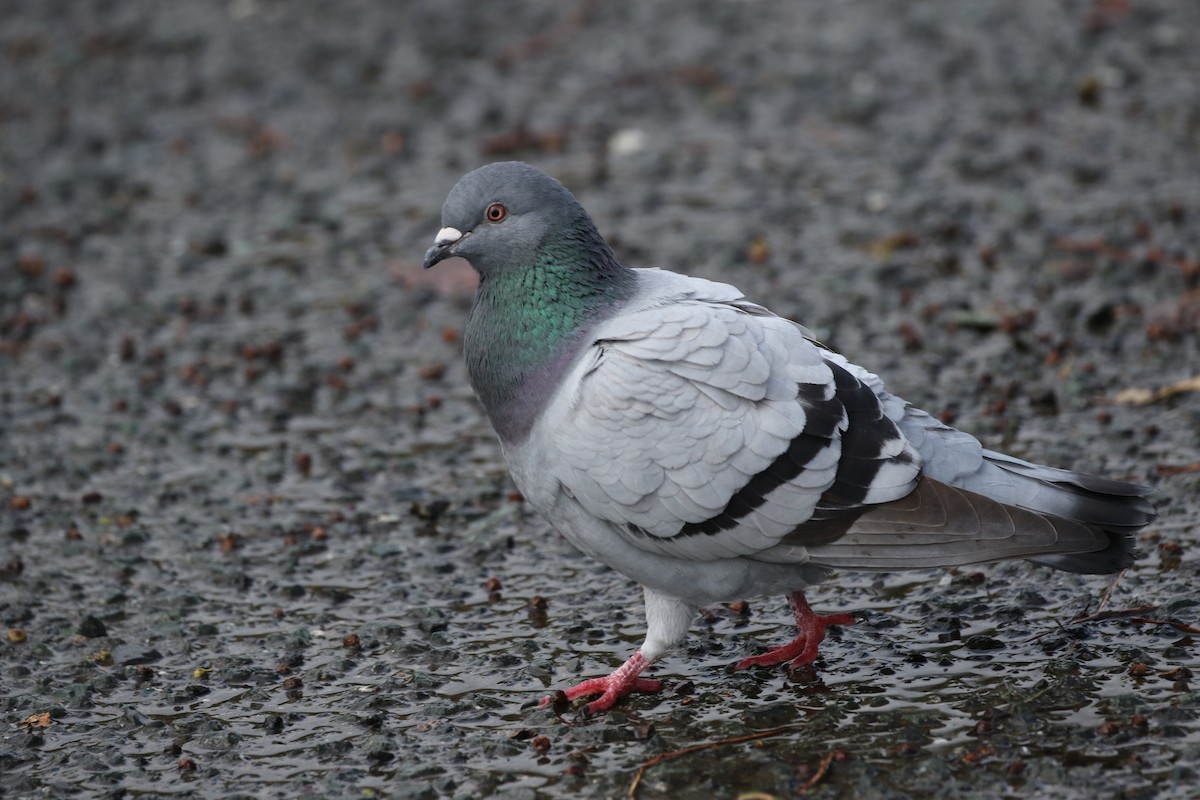 Rock Pigeon (Feral Pigeon) - Roger Woodruff