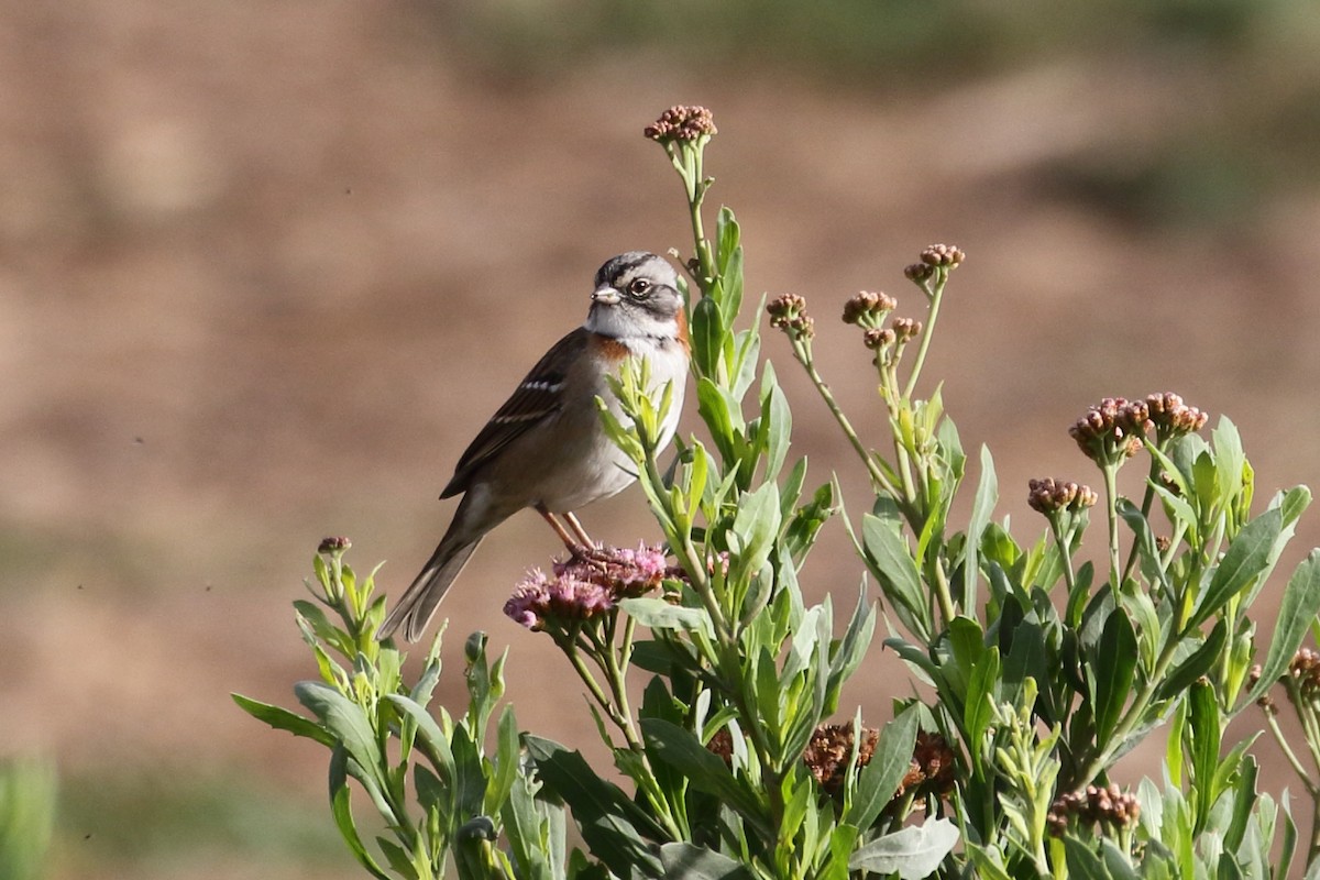 Rufous-collared Sparrow - ML614472541