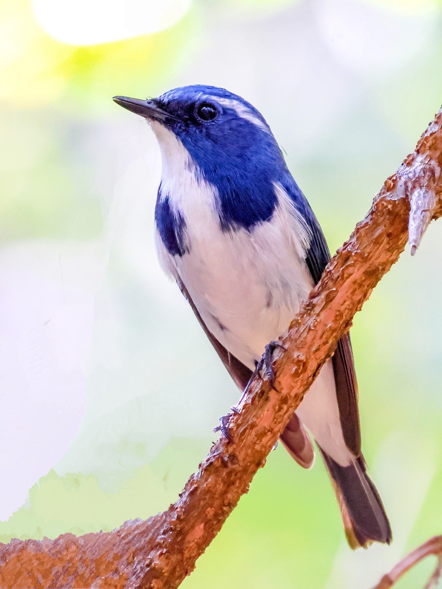 Ultramarine Flycatcher - ML614472543