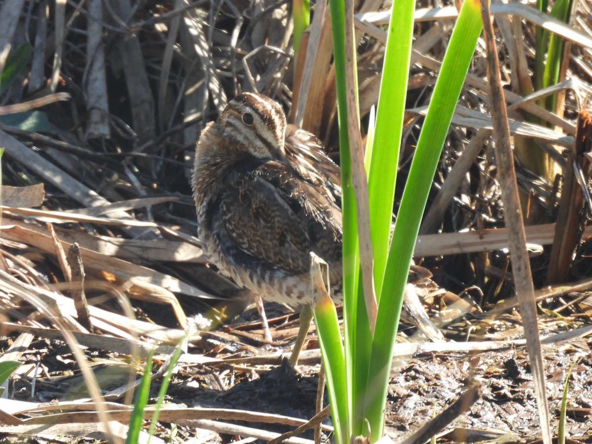 Wilson's Snipe - ML614472551