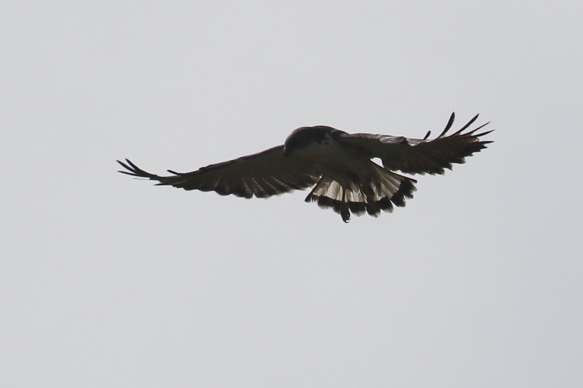 Variable Hawk (Red-backed) - ML614472568