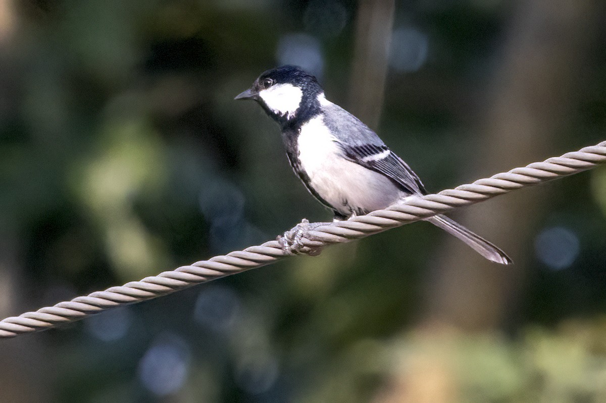 Cinereous Tit - ML614472623