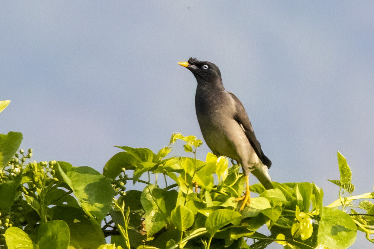 Jungle Myna - ML614472628