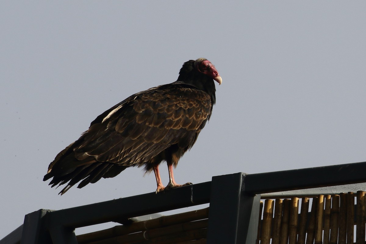 Turkey Vulture (South Temperate) - ML614472634