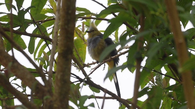 Long-tailed Silky-flycatcher - ML614472676