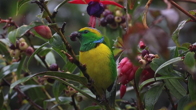 アオボウシミドリフウキンチョウ - ML614472681