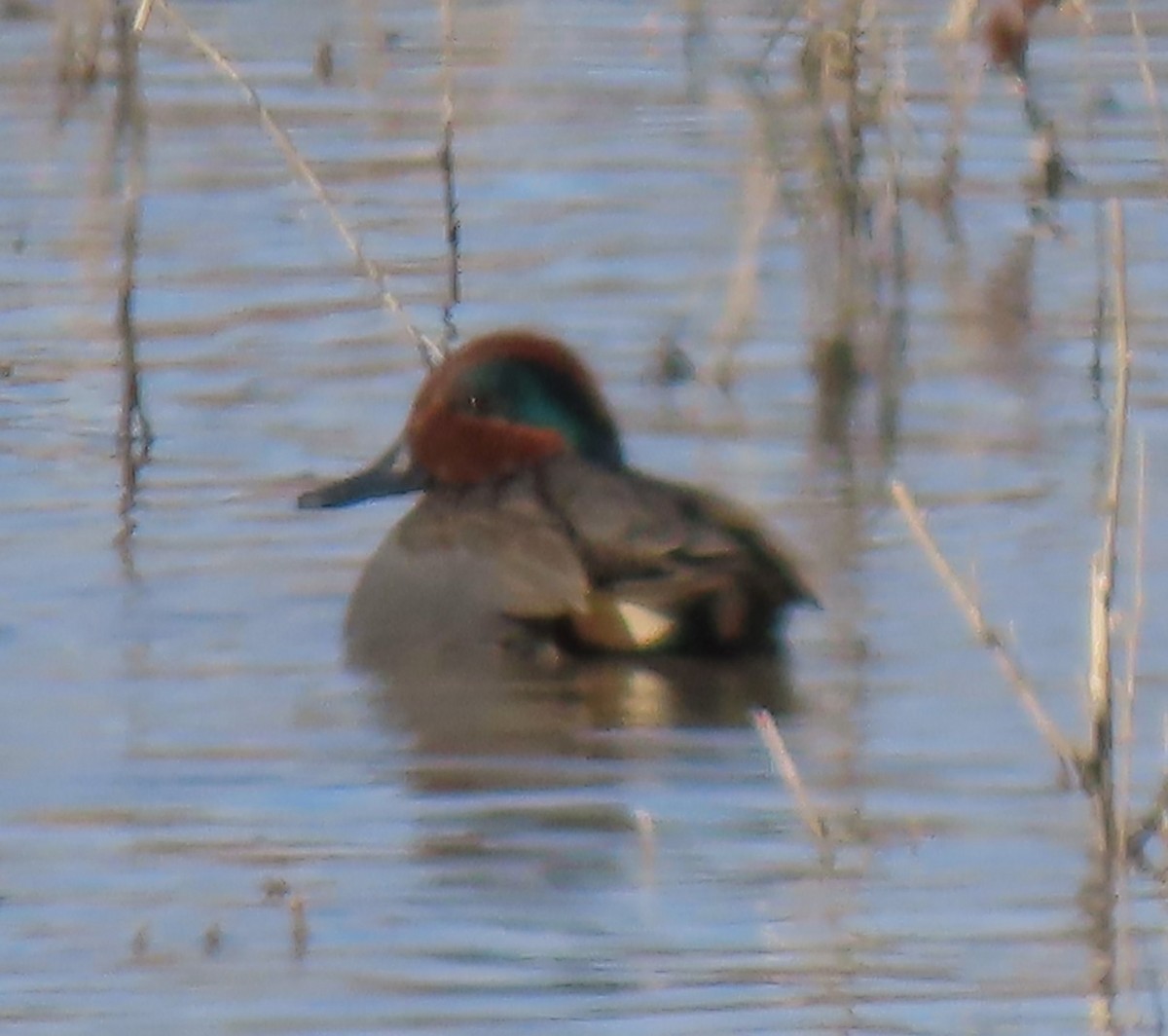 Green-winged Teal - ML614472699