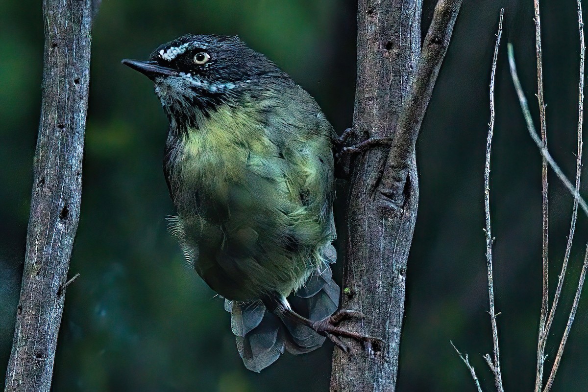 White-browed Scrubwren (White-browed) - Alfons  Lawen