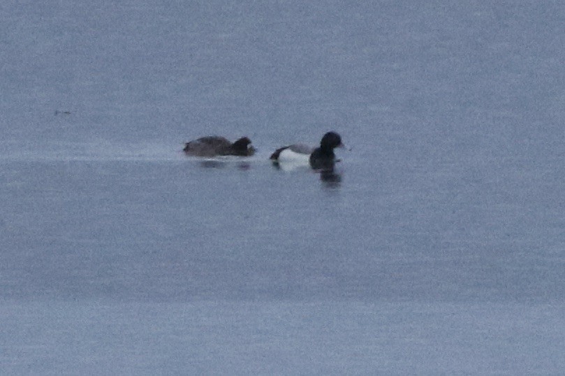 Greater Scaup - ML614472774