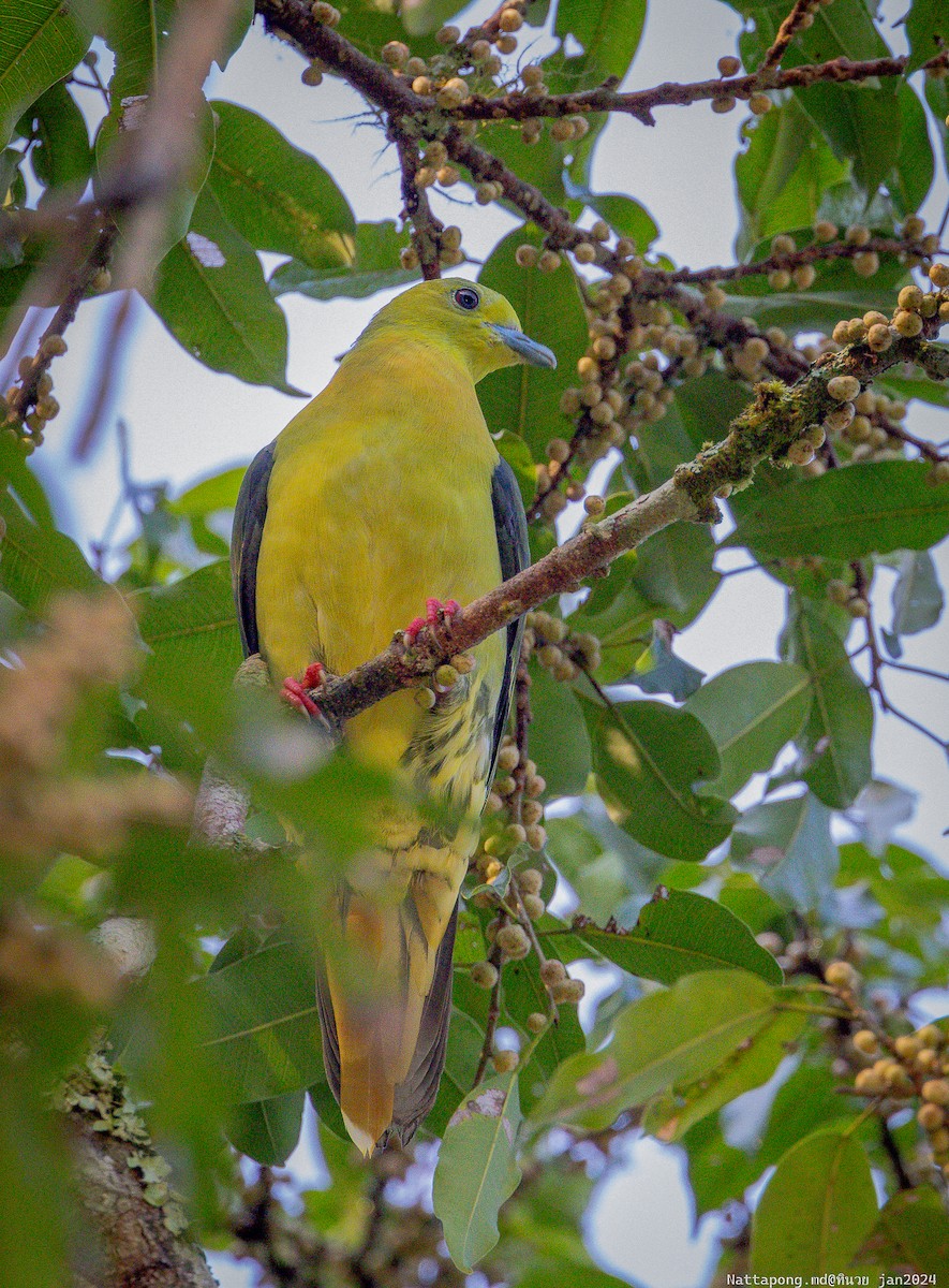 Wedge-tailed Green-Pigeon - Nattapong Banhomglin