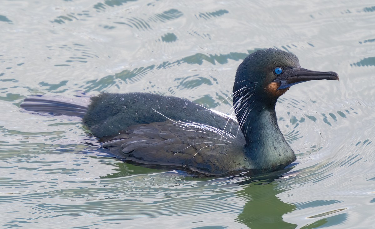 Brandt's Cormorant - Mark Chappell