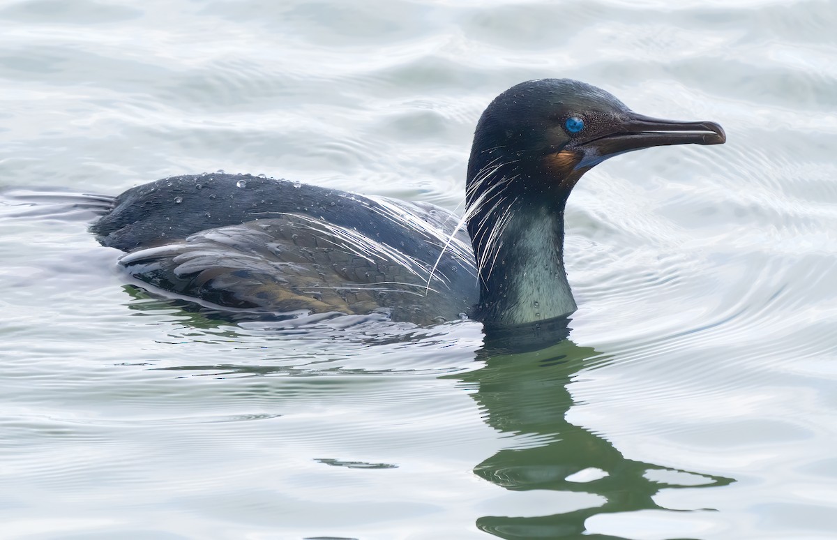 Brandt's Cormorant - ML614472963